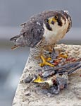 peregrine breakfast